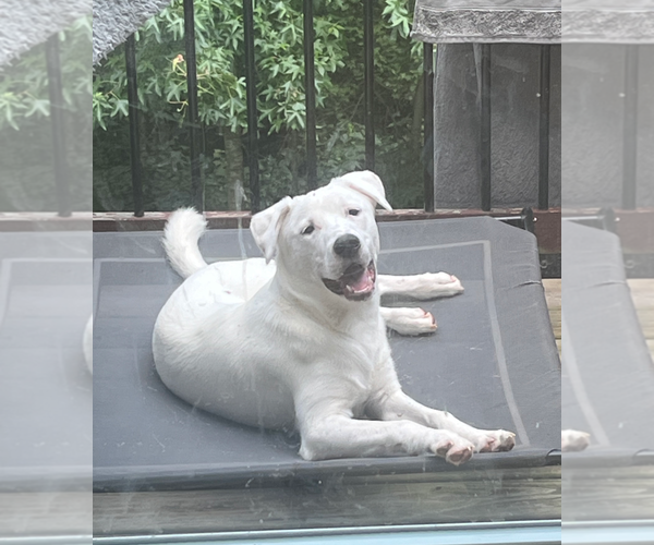 Medium Photo #9 Siberian Husky-Unknown Mix Puppy For Sale in Holly Springs, NC, USA