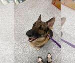 Small #1 Mutt