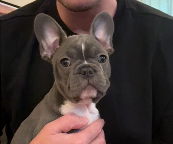 Medium Photo #1 French Bulldog Puppy For Sale in ALLENTOWN, PA, USA
