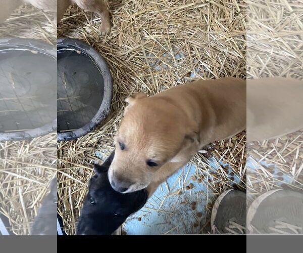 Medium Photo #2 Mountain Cur-Retriever  Mix Puppy For Sale in Tracy City, TN, USA