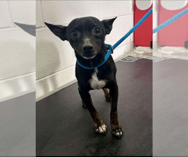 Medium Photo #8 Chipin Puppy For Sale in Princeton, MN, USA