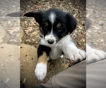 Small #1 Border Collie-Papillon Mix