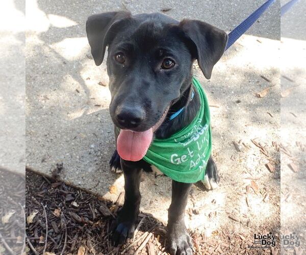 Medium Photo #5 Labrador Retriever-Unknown Mix Puppy For Sale in Washington, DC, USA