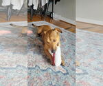 Small #7 Dachshund-Labrador Retriever Mix