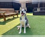 Small #1 Siberian Husky Mix