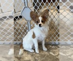 Small #3 Papillon