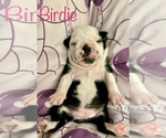Small Photo #4 French Bulldog Puppy For Sale in CUDAHY, WI, USA
