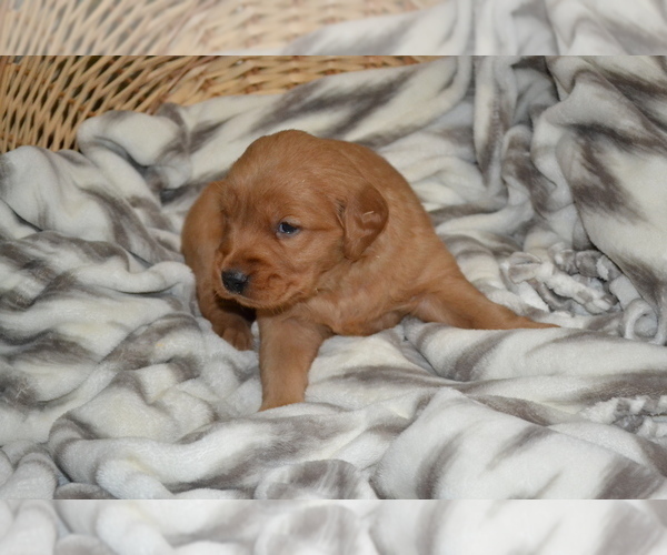 Medium Photo #3 Golden Retriever Puppy For Sale in GREENWOOD, WI, USA