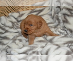 Small Photo #37 Golden Retriever Puppy For Sale in GREENWOOD, WI, USA