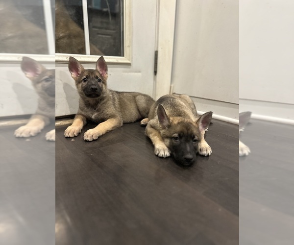 Medium Photo #6 German Shepherd Dog Puppy For Sale in BURTON CITY, OH, USA