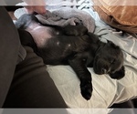 Small Photo #34 Labrador Retriever Puppy For Sale in GIG HARBOR, WA, USA