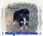 Image preview for Ad Listing. Nickname: Persian