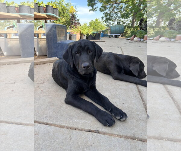 Medium Photo #2 Labrenees Puppy For Sale in Milpitas, CA, USA