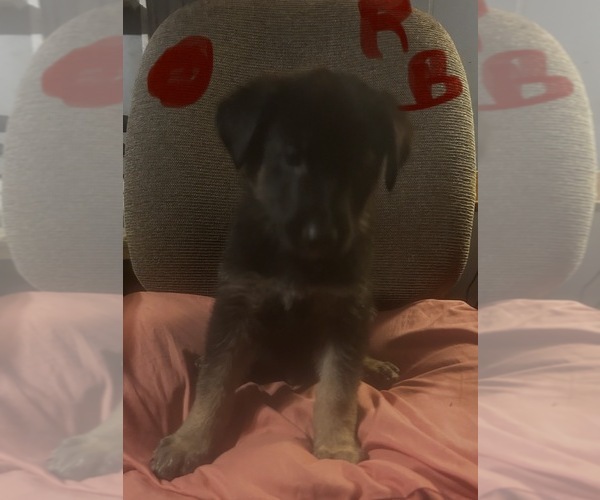 Medium Photo #1 German Shepherd Dog Puppy For Sale in SWANSBORO, NC, USA