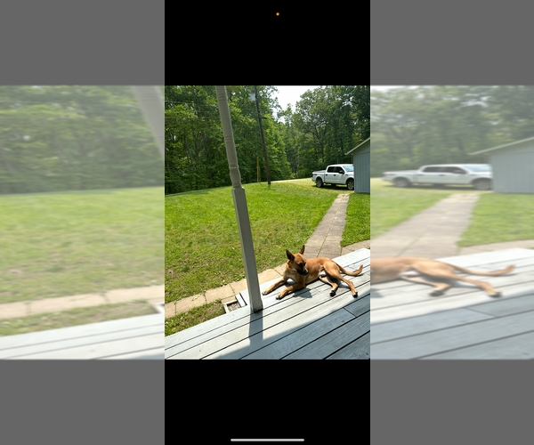 Medium Photo #3 Carolina Dog-Unknown Mix Puppy For Sale in Aurora, IN, USA