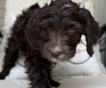 Puppy Violet Golden Mountain Doodle 