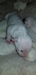 Small Photo #22 Bull Terrier Puppy For Sale in JACKSON, MI, USA