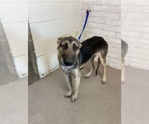 German Shepherd Dog Dogs for adoption in San Bernardino, CA, USA