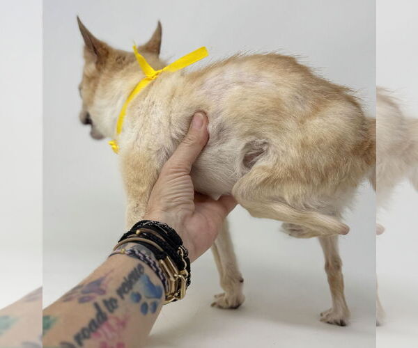 Medium Photo #4 Chihuahua Puppy For Sale in Benton, LA, USA