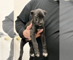 Small #3 Cane Corso