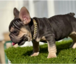 Small #1 French Bulldog