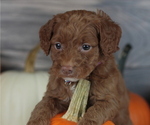 Small Photo #3 Goldendoodle Puppy For Sale in CRESTON, OH, USA
