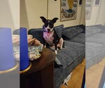 Small #2 Mutt