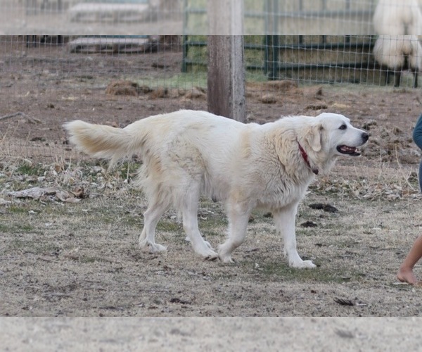 Medium Photo #1 Great Pyrenees Puppy For Sale in PERALTA, NM, USA