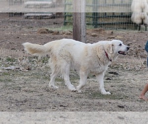 Mother of the Great Pyrenees puppies born on 12/07/2023