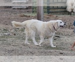 Small Photo #1 Great Pyrenees Puppy For Sale in PERALTA, NM, USA