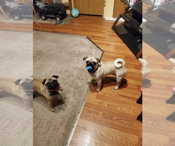 Medium Photo #1 Pug Puppy For Sale in YODER, IN, USA