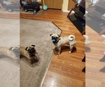 Small Photo #1 Pug Puppy For Sale in YODER, IN, USA