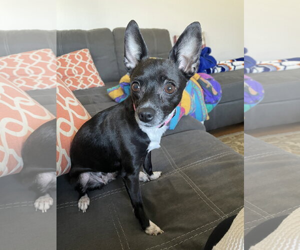 Medium Photo #3 Rat-Cha Puppy For Sale in Wheaton, IL, USA