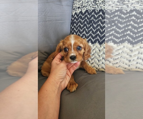 Medium Photo #3 Cavalier King Charles Spaniel Puppy For Sale in GREENWOOD, WI, USA