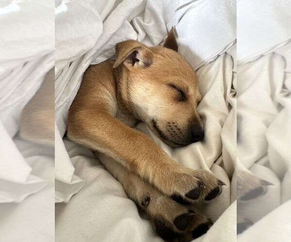 Medium Photo #2 Mutt Puppy For Sale in Dana Point, CA, USA