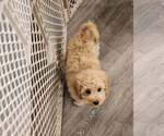 Small #4 Cavapoo (Miniature)