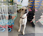 Small #1 Labrador Retriever Mix