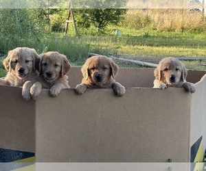 Golden Retriever Puppy for sale in SALEM, OR, USA
