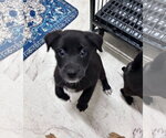 Small #2 Labrador Retriever Mix