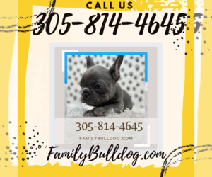 French Bulldog Puppy for sale in KEY BISCAYNE, FL, USA