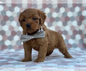 Goldendoodle Puppy for sale in LANCASTER, PA, USA