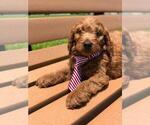 Small Photo #8 Goldendoodle Puppy For Sale in KISSIMMEE, FL, USA