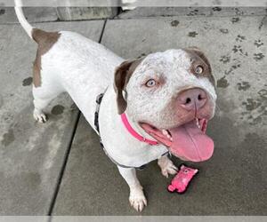 American Pit Bull Terrier-Bullmastiff Mix Dogs for adoption in Berkeley , CA, USA