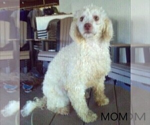 Mother of the Cavapoo-Poodle (Standard) Mix puppies born on 01/16/2023