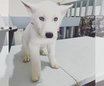 Small Photo #9 Siberian Husky Puppy For Sale in DANBURY, CT, USA