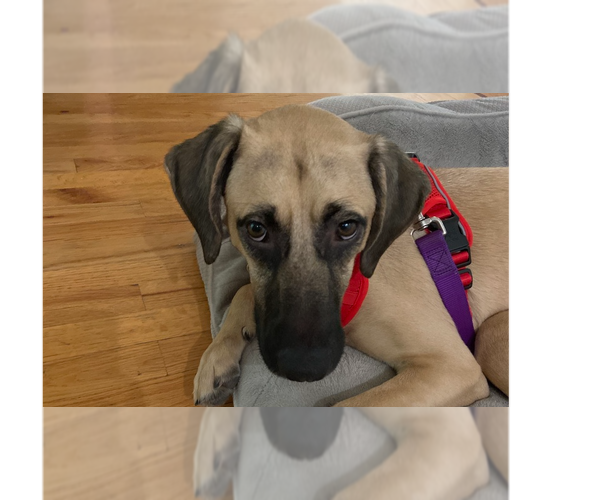 Medium Photo #2 Black Mouth Cur-Unknown Mix Puppy For Sale in Tampa, FL, USA