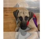Small Photo #2 Black Mouth Cur-Unknown Mix Puppy For Sale in Tampa, FL, USA