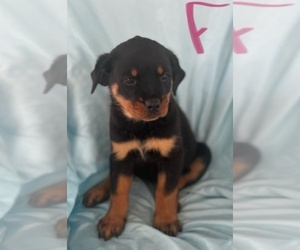 Rottweiler Puppy for Sale in ZEPHYRHILLS, Florida USA