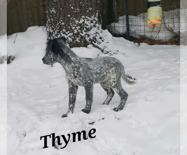 Medium Photo #5 Mutt Puppy For Sale in Garden City, NY, USA