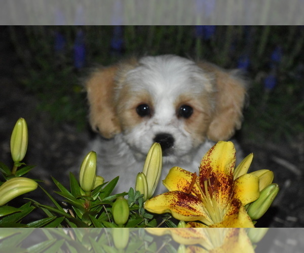 Medium Photo #4 Cavachon Puppy For Sale in ELDORADO, OH, USA